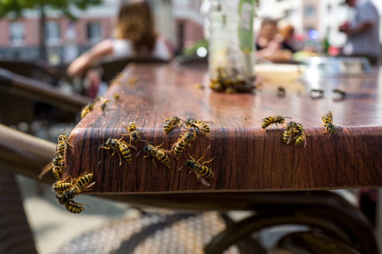 A Thursday Call Kept A Wasp Nest From Ending A Reunion